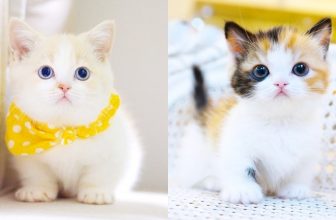 Baby Katzen – Süße und Lustige KatzenVideos #42  | KatzenVideos |