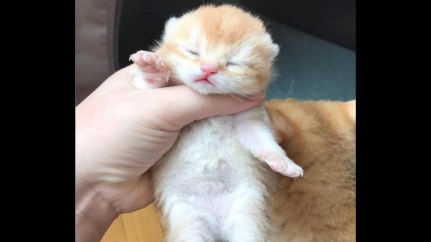 Baby Katzen – Süße und Lustige KatzenVideos #6  | KatzenVideos |