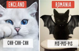 Baby Katzen – Süße und Lustige KatzenVideos #64 | KatzenVideos |