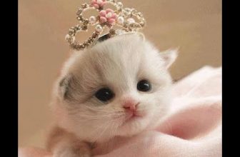 Baby Katzen – Süße und Lustige KatzenVideos #7  | KatzenVideos |