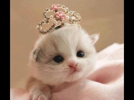 Baby Katzen – Süße und Lustige KatzenVideos #7  | KatzenVideos |