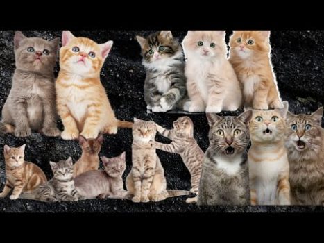 Baby cats – Cute and funny cat videos। #babycat  #funnycat #SuperWowAnimals