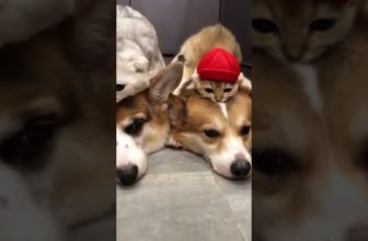 Best Friends Forever!  😍 Lustige Katzenvideos #Shorts