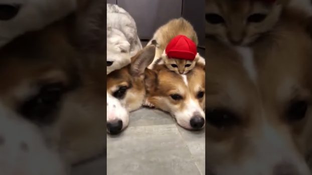 Best Friends Forever!  😍 Lustige Katzenvideos #Shorts