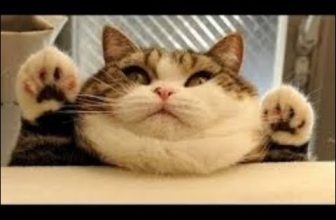 😹Beste Süße Lustige Katzenvideos zum Totlachen 2021 |😂Versuch nicht zu lachen Extrem Schwer #16