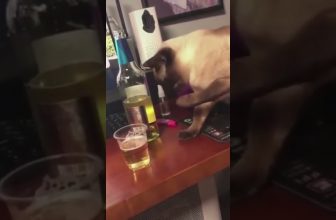 Bier trinken wie eine richtige Katze 😅 😂 🤣 Lustige Katzenvideos #Shorts