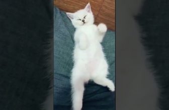 Bitte Streicheln!!! / Lustige Katzenvideos #Shorts