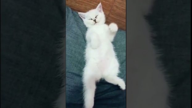 Bitte Streicheln!!! / Lustige Katzenvideos #Shorts