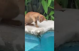 Boss-Katze 😅 😂 🤣 Lustige Katzenvideos #Shorts