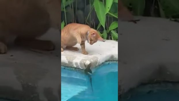 Boss-Katze 😅 😂 🤣 Lustige Katzenvideos #Shorts