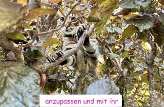 Camouflage Cats – Gut getarnt ist halb gewonnen … 😻lustige Katzenvideos😹#cats