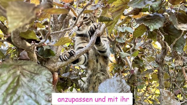 Camouflage Cats – Gut getarnt ist halb gewonnen … 😻lustige Katzenvideos😹#cats