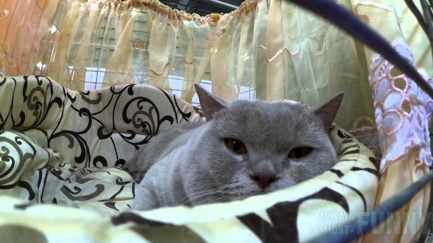 Cat show, part 1 – (Always-most-Funny) – Simons Cat