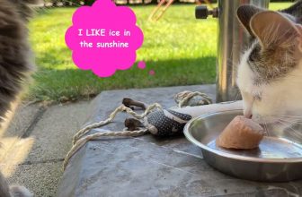 DIY Thunfischeis🍦🐈 für Katzen – Ice Ice Baby 😻lustige Katzenvideos😹#cats