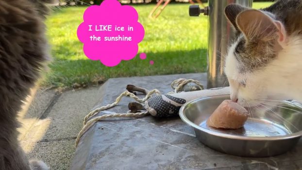 DIY Thunfischeis🍦🐈 für Katzen – Ice Ice Baby 😻lustige Katzenvideos😹#cats