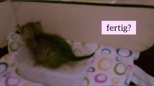 Das 1. Mal alleine aufs Katzenklo! 🐱🎉