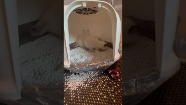 Das Katzenklo funktioniert super