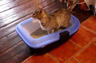 Das perfekte Katzenklo für die einfache Reinigung