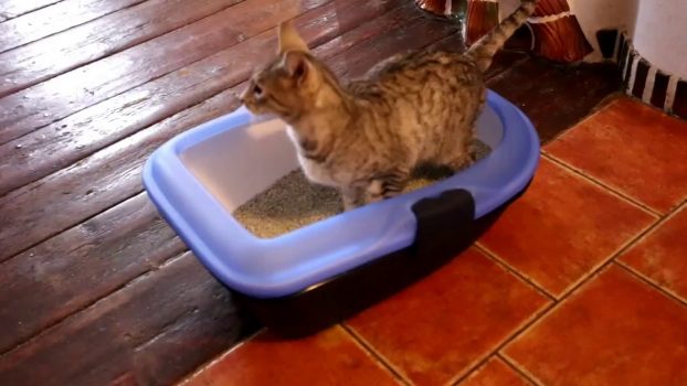 Das perfekte Katzenklo für die einfache Reinigung