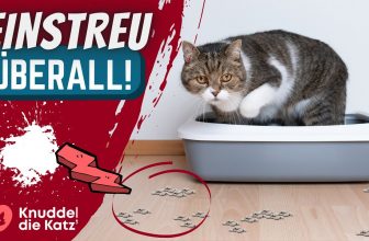 Der WAHRE Grund, warum Katzen Einstreu in der ganzen Wohnung verteilen (…und was du tun kannst)