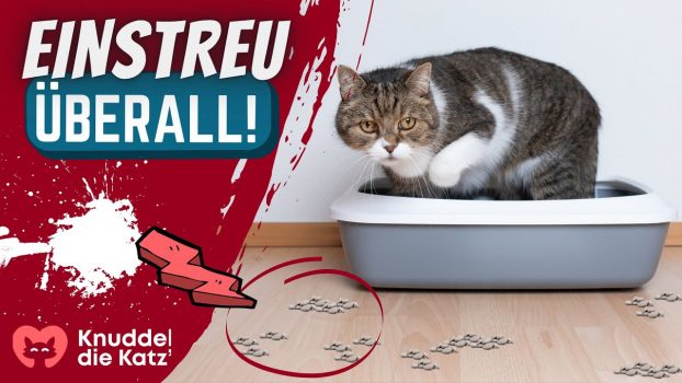 Der WAHRE Grund, warum Katzen Einstreu in der ganzen Wohnung verteilen (…und was du tun kannst)