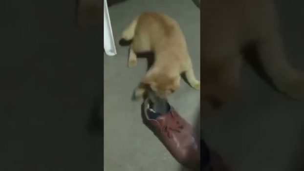Die Maus bleibt im Schuh! 😆 😅 😂 Lustige Katzenvideos #Shorts