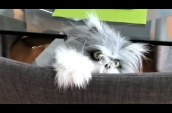 Die lustigsten Katzen  Videos 2022, Cute and Funny Cats Videos.