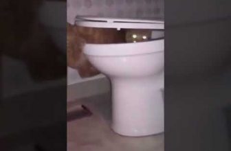 Diese Katze hat Großes vor 😁 😆 😅 Lustige Katzenvideos #Shorts