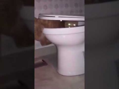 Diese Katze hat Großes vor 😁 😆 😅 Lustige Katzenvideos #Shorts