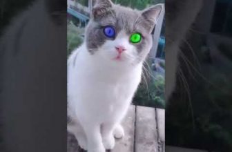 Echt oder Fake? 🧐 Lustige Katzenvideos #Shorts