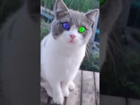 Echt oder Fake? 🧐 Lustige Katzenvideos #Shorts