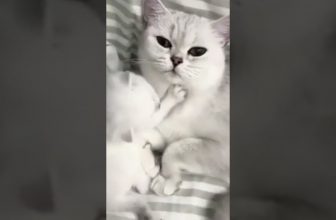 Ein Katzenbaby beim Spielen 😍 Lustige Katzenvideos #Shorts