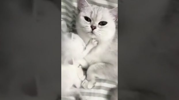 Ein Katzenbaby beim Spielen 😍 Lustige Katzenvideos #Shorts