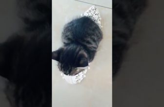 Ein Kitten findet den passenden Schuh 😍 Lustige Katzenvideos #Shorts