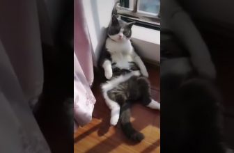 Ein fauler Tag 😁 Lustige Katzenvideos #Shorts