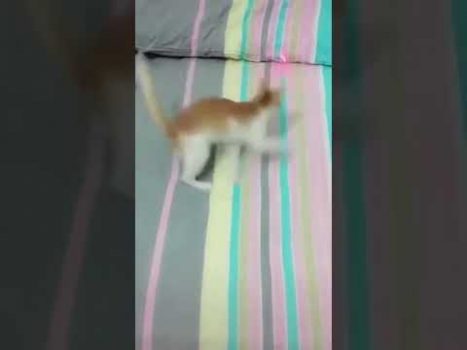 Ein glückliches Kätzchen 😄 Lustige Katzenvideos #Shorts