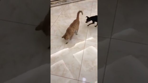 Ein neues Spielzeug 😄😄😄 Lustige Katzenvideos #shorts