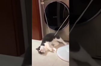 Eine Katze in der Falle 😍 Lustige Katzenvideos #shorts