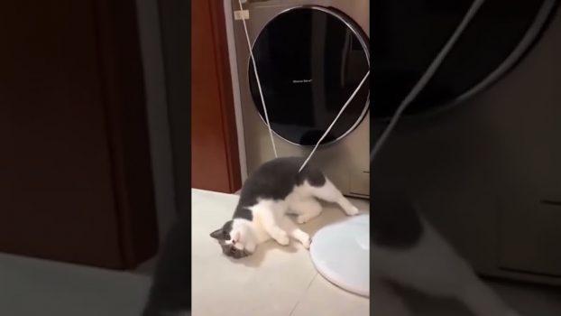 Eine Katze in der Falle 😍 Lustige Katzenvideos #shorts