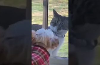 Eine empörte Katze 😄 Lustige Katzenvideos #Shorts