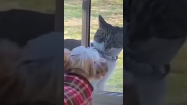 Eine empörte Katze 😄 Lustige Katzenvideos #Shorts