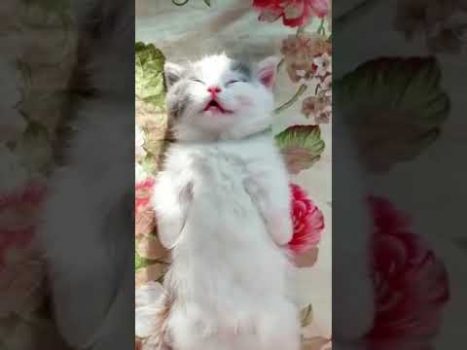 Eine entspannte Katze 😎 Lustige Katzenvideos #Shorts