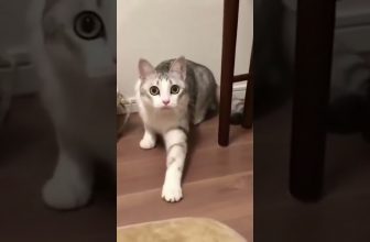 Eine sehr gesprächige Katze! 😁😆😍 Lustige Katzenvideos #Shorts