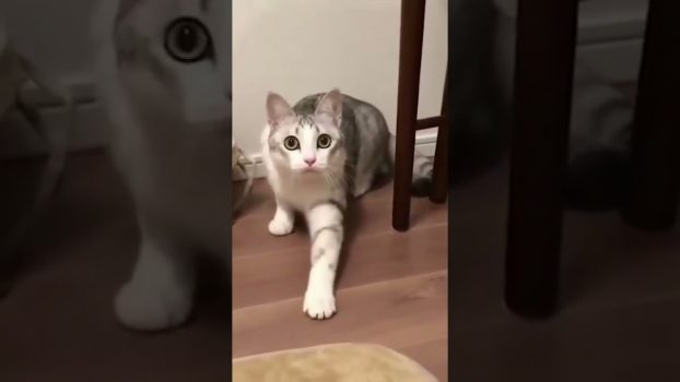 Eine sehr gesprächige Katze! 😁😆😍 Lustige Katzenvideos #Shorts