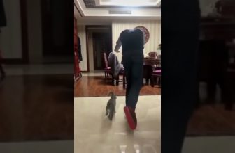 Eine Sportliche Katze! 😁 Lustige Katzenvideos #Shorts