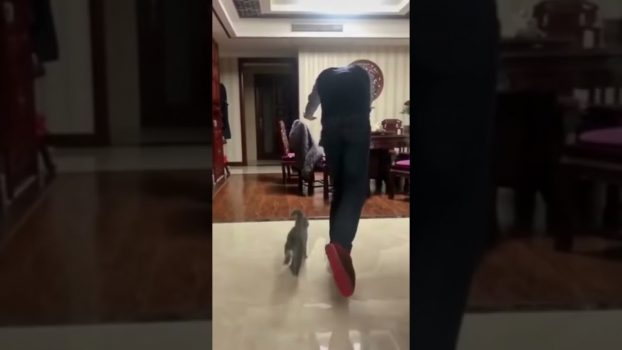 Eine Sportliche Katze! 😁 Lustige Katzenvideos #Shorts