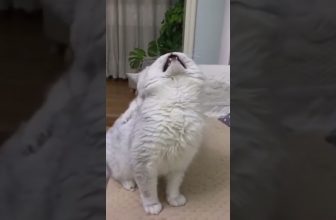 Eine wütende Katze 🥸 Lustige Katzenvideos #Shorts