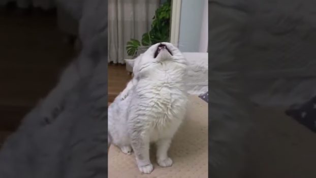 Eine wütende Katze 🥸 Lustige Katzenvideos #Shorts