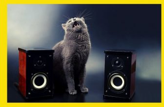 Einzigartige Katzen 😘 Lustige Katzenvideos