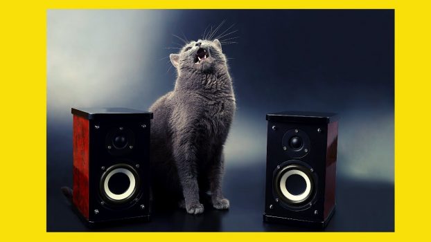 Einzigartige Katzen 😘 Lustige Katzenvideos